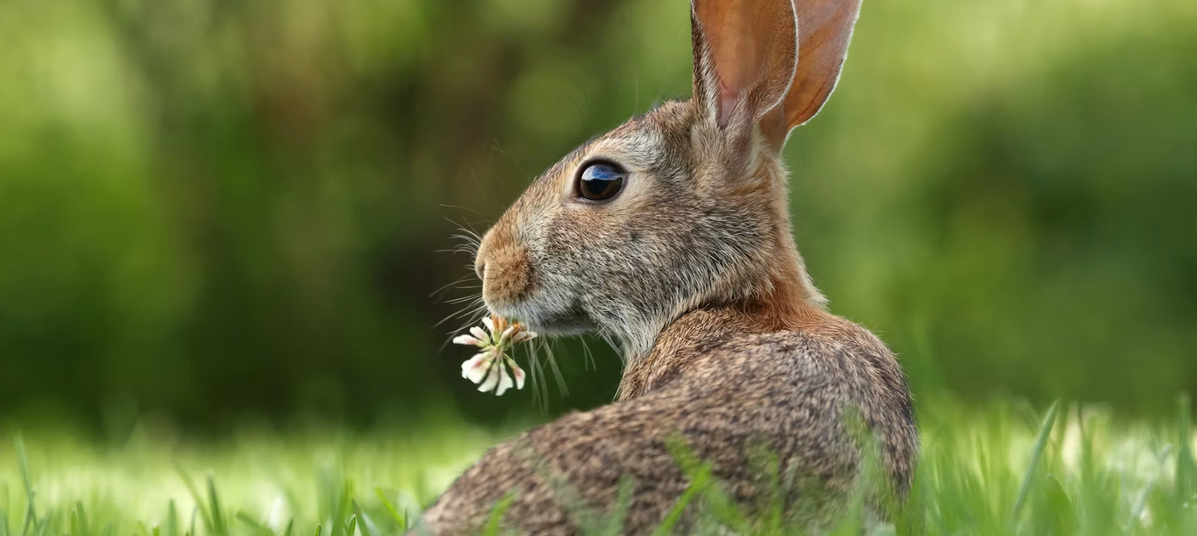 RabbitMQ : agent de messages open source
