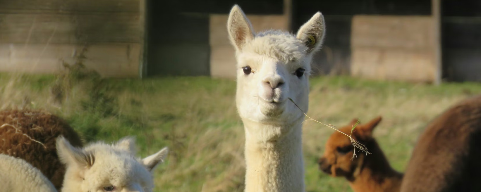 Ollama : exécuter des LLM en local sur son propre PC