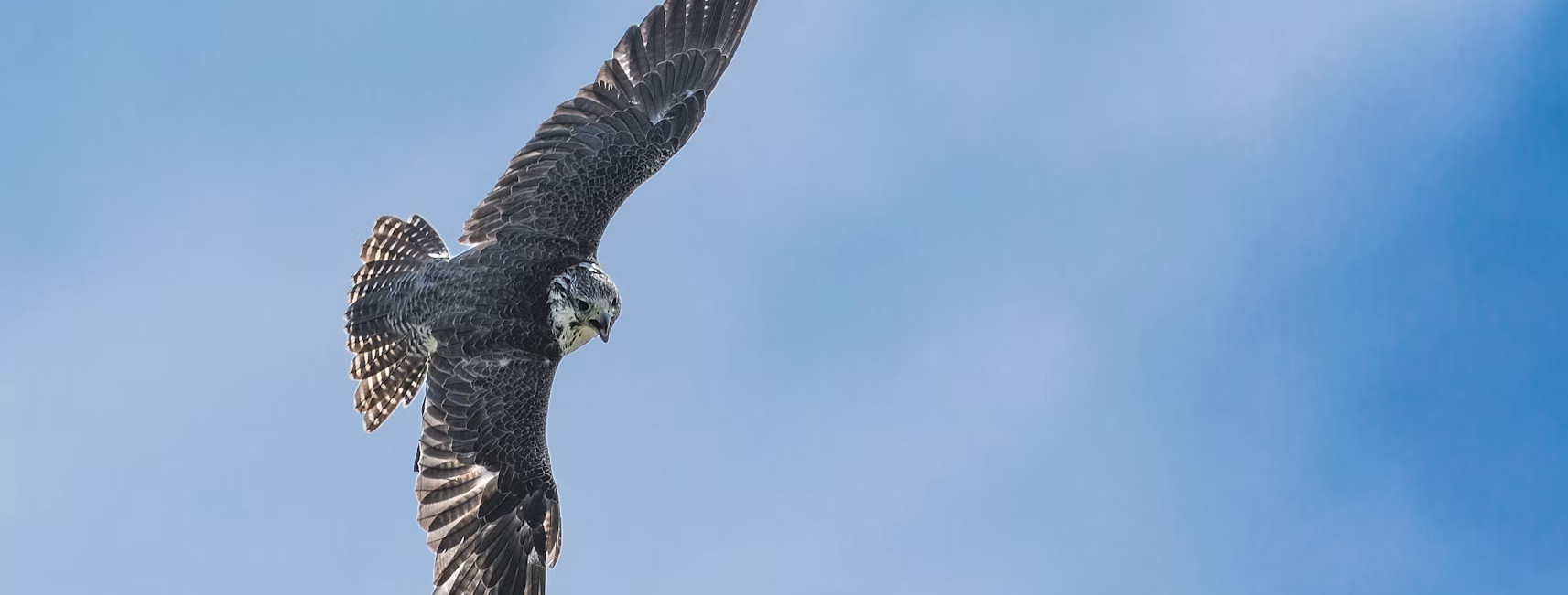Falco : détection d'intrusions runtime