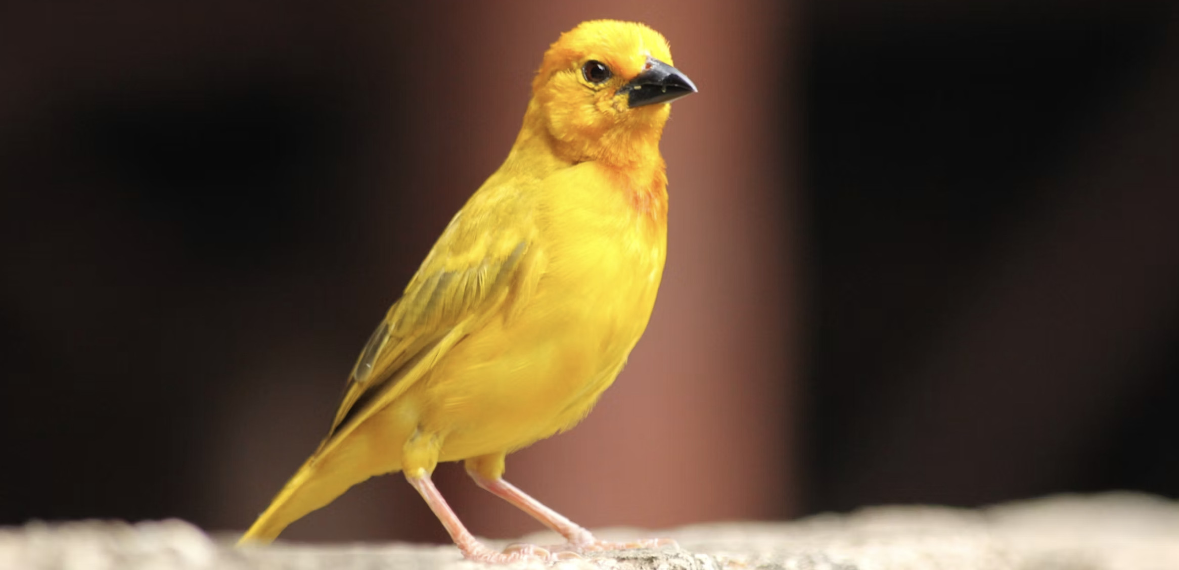 Déploiement Canary : déployer progressivement en production